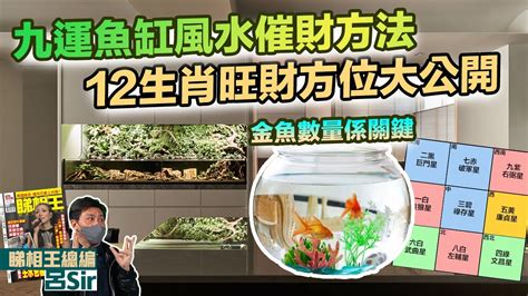 擋煞魚|教你如何利用魚缸擋煞旺財.